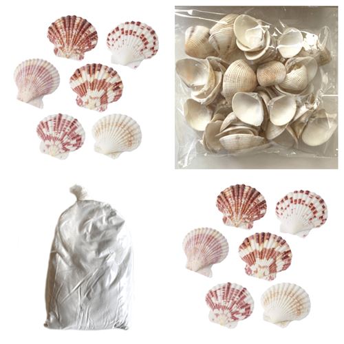 Conchiglie Sabbia Sassi