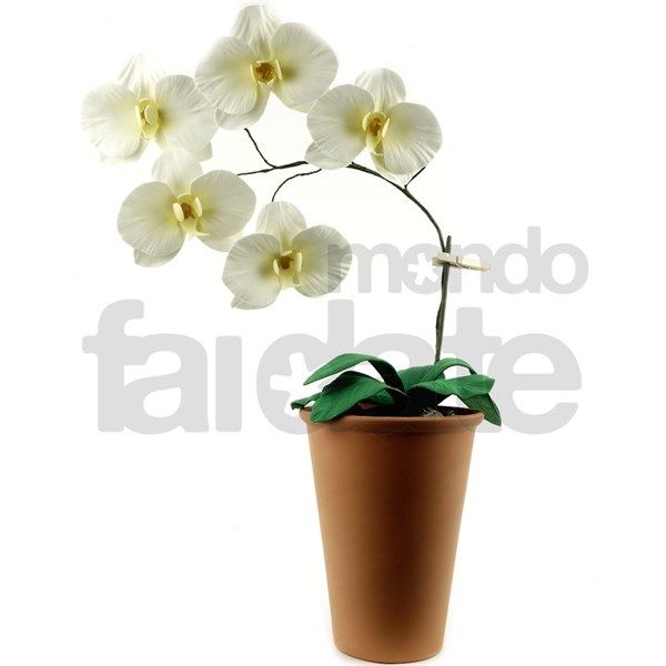 07/06/18 Corso: Orchidea in Fommy