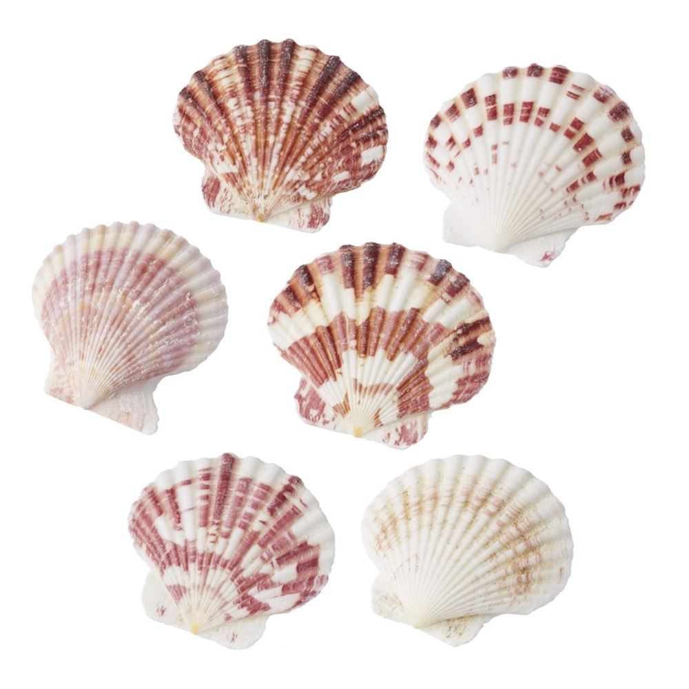 Conchiglie Set 2