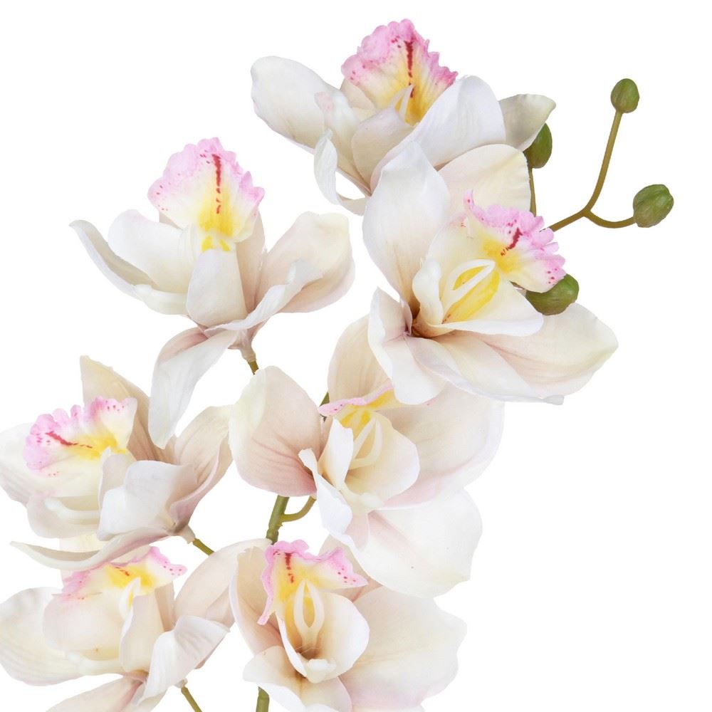 Cymbidium 72 cm