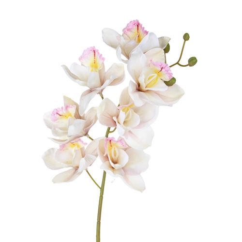 Cymbidium 72 cm