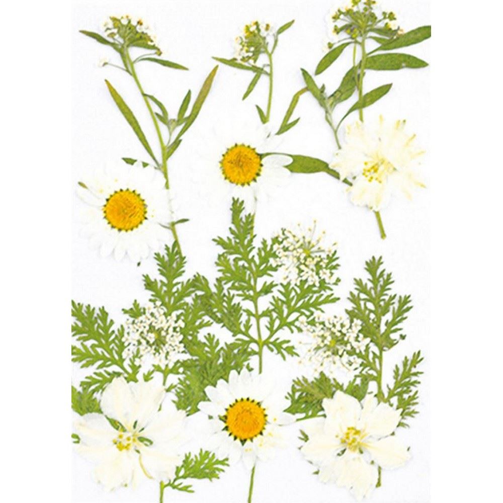 16 Fiori Secchi Pressati Per Resina E Fai Da Te - Set Naturale Per Decorazioni E Artigianato - Foto 10