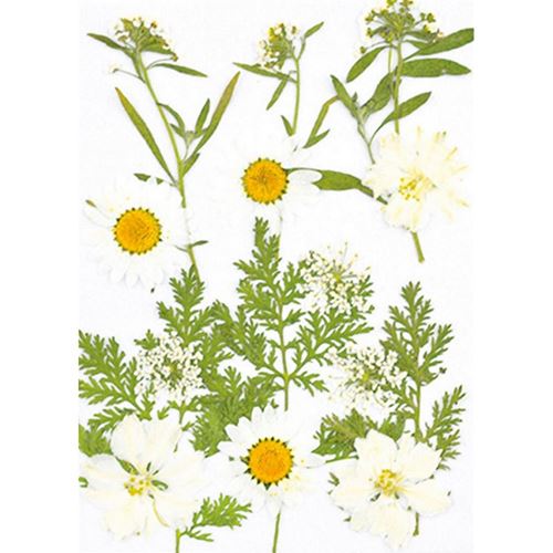 Fiori Secchi Pressati Bianchi mix 1