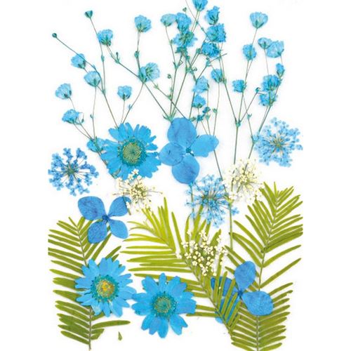 Fiori Secchi Pressati Azzurri mix 6