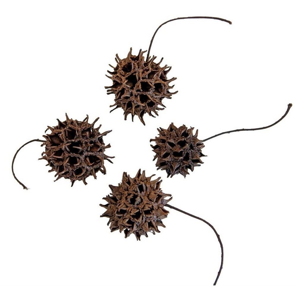 Frutti di Liquidambar