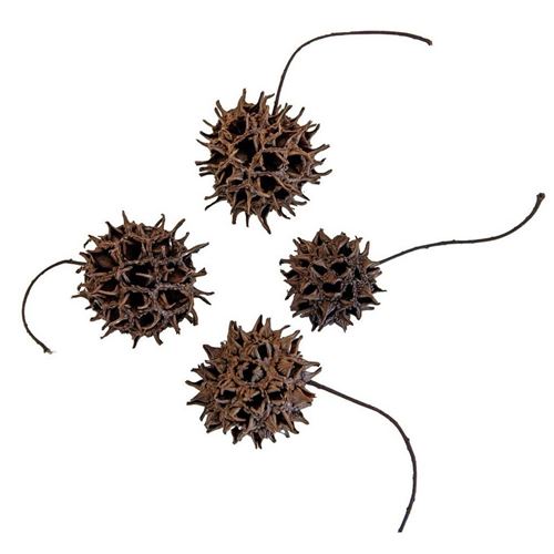 Frutti di Liquidambar