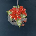 Kit Pallina in vetro con stelle di Natale rosse