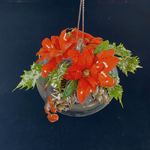 Kit Pallina in vetro con stelle di Natale rosse