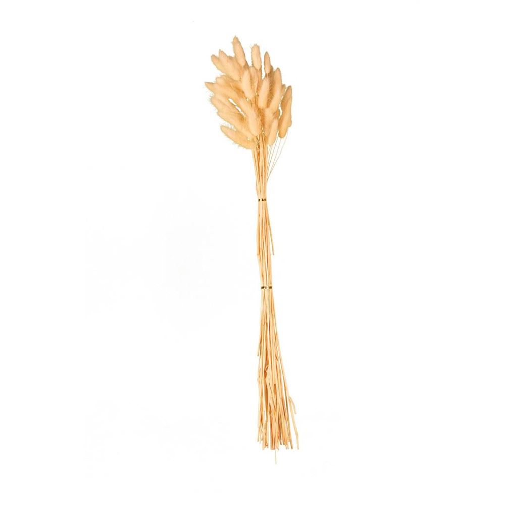 Langurus essiccato colore naturale