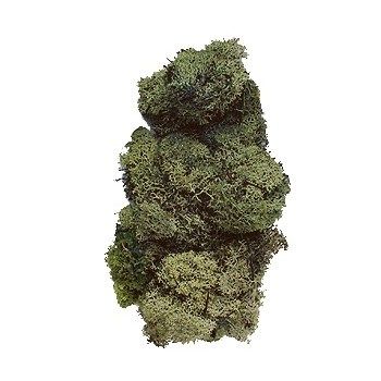 Muschio Islanda verde scuro