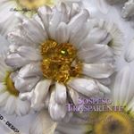 Pellicola Modellabile Big Daisy Serie 3
