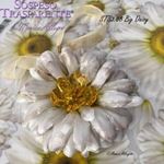 Pellicola Modellabile Big Daisy Serie 3