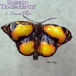 Pellicola Modellabile Double Jewel New Butterfly