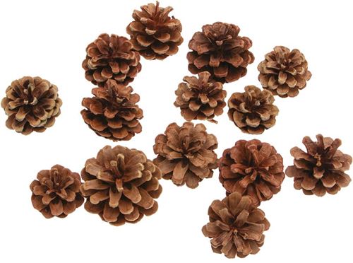 Pigne per Decorazioni