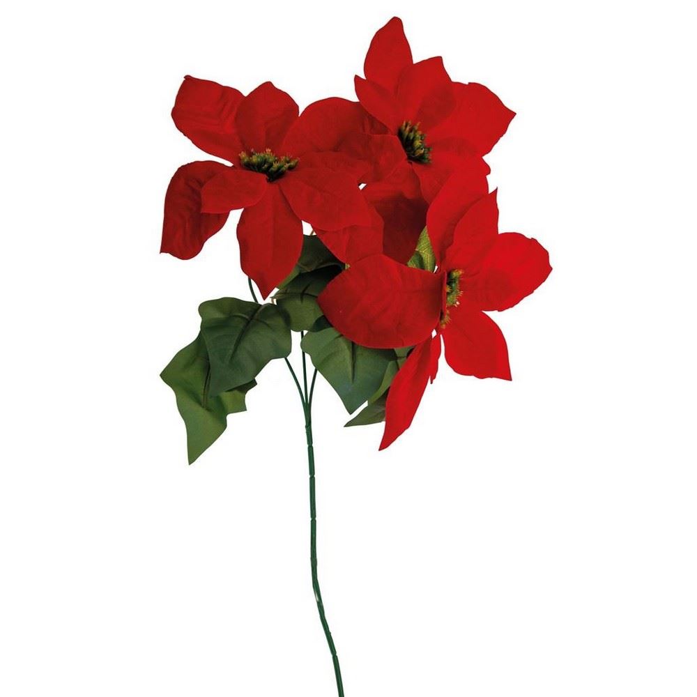 Poinsettia