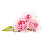 Profumo per Sapone Rosa