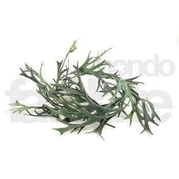 Rametto Platicerium