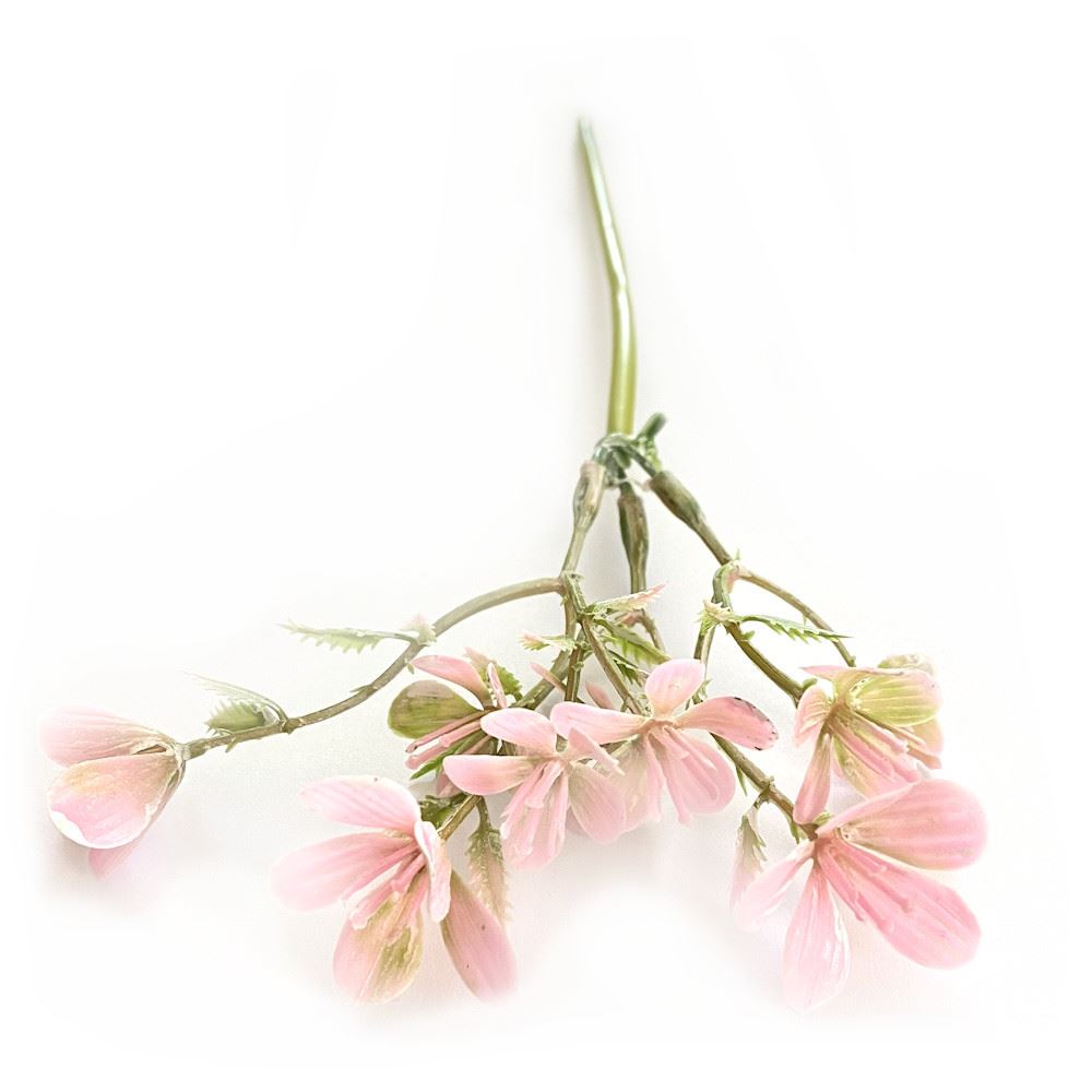 Rametto Silene colore Rosa