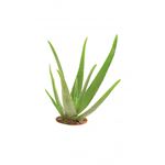 Sapone di Glicerina Opaco Ecologico Aloe Vera gr 500
