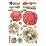 Stampo in Silicone Whispering Woods funghi 3D