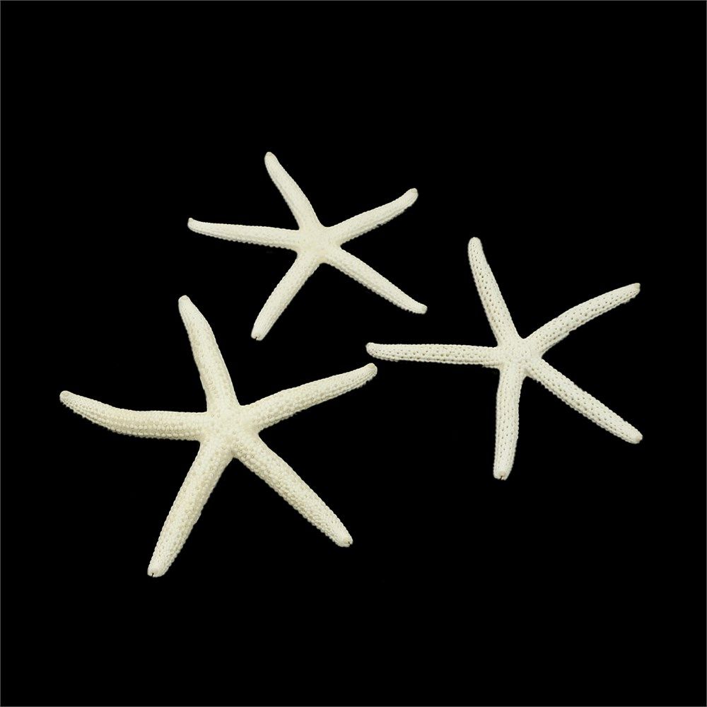 Stelle marine bianche