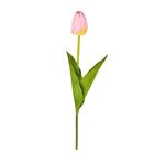 Tulipano Rosa 54 cm